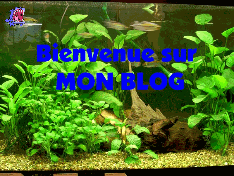 Salutation cher visiteur !