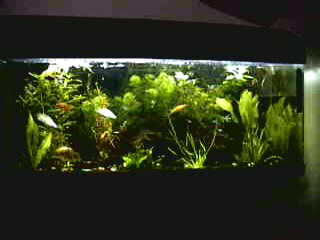 Voici mon aquarium.